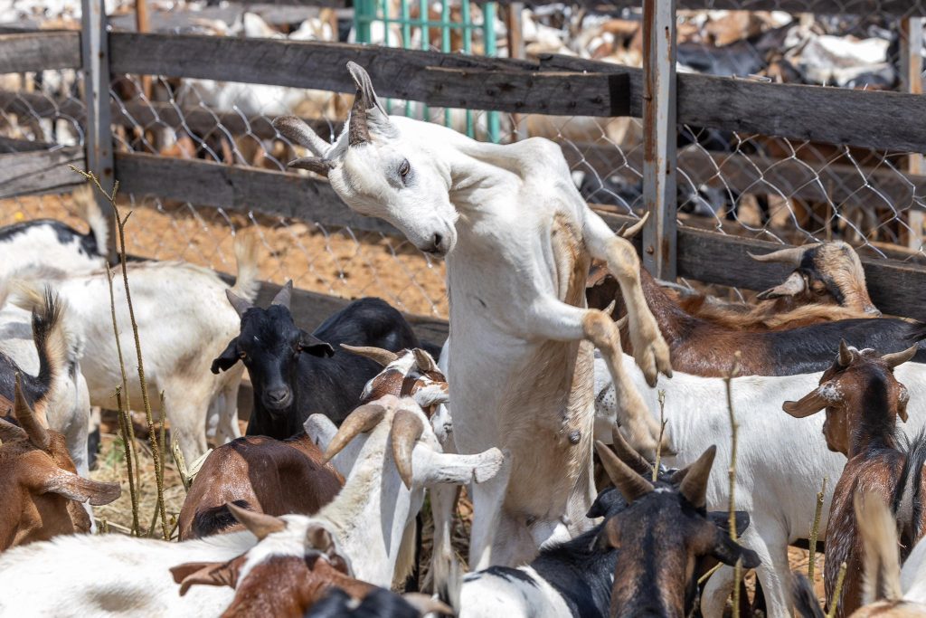 Goats during the Baringo auction on December 17, 2024. PHOTO/@WilliamsRuto/X