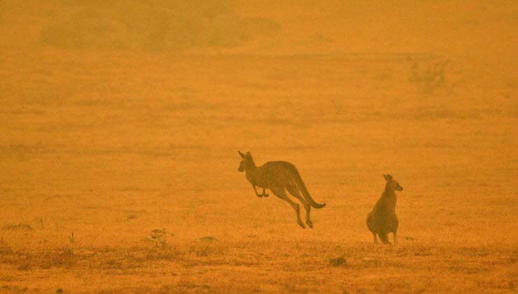 Scientists produce first kangaroo embryo using IVF