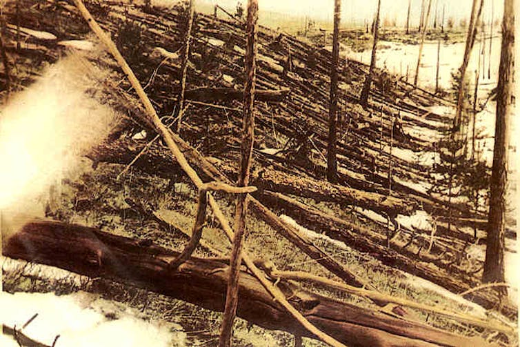 Old photo of flattened trees in a forest.