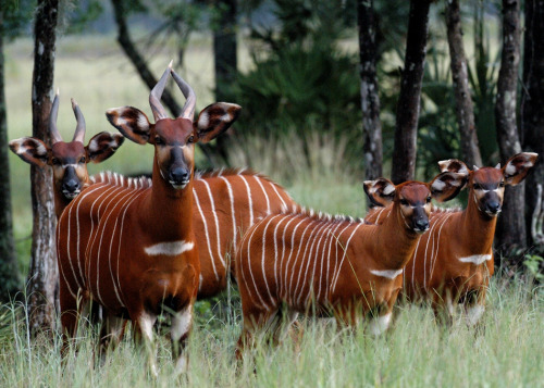 US repatriates 17 critically endangered mountain bongos to Kenya