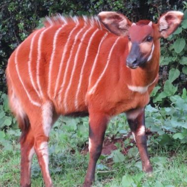 A mountain bongo in the wild. PHOTO/https://wilderinstitute.org/conservation/mountain-bongo/#:~:text=Mountain%20bongo%20are%20a%20Critically,the%20alpine%20forests%20of%20Kenya.