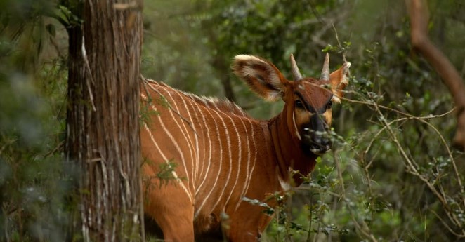 A mountain Bongo in the wild. PHOTO/https://mountkenyawildlifeconservancy.org/bongo-restoration