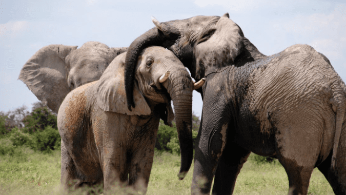 6 elephants dead after being hit by a train